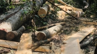 Gia Lai: Khởi tố vụ phá rừng ở huyện Mang Yang
