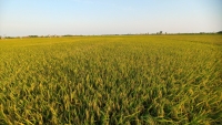 Sản lượng gạo xuất khẩu của Việt Nam có thể “tụt hạng” trong năm 2022