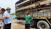 Thanh Hoá: Ngăn chặn bệnh dịch tả lợn châu Phi xâm nhập, tái phát và lây lan trên địa bàn