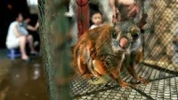 Buôn lậu động vật hoang dã tại Việt Nam vẫn diễn ra rất 