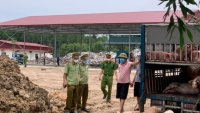 Vận chuyển 1,5 tấn lợn bệnh từ Vĩnh Phúc về Bắc Giang tiêu thụ, lái xe bị phạt… 7 triệu đồng