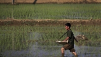 Liên Hợp Quốc: Triều Tiên thiếu 860 tấn lương thực trong năm nay, đối mặt đói khổ kéo dài