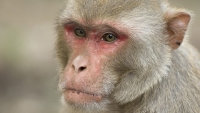 Mỹ đầu tư hàng triệu USD để nuôi thêm nhiều khỉ thử nghiệm sau COVID-19