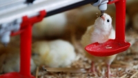 Pháp cấm giết gà con đực từ năm 2022