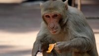 Trung Quốc báo cáo ca tiên tử vong do virus B hiếm gặp ở khỉ
