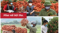Bắc Giang: Nhìn lại một mùa vải thiều đặc biệt