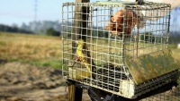 Tòa án tối cao của Pháp cấm các kỹ thuật săn bắt chim
