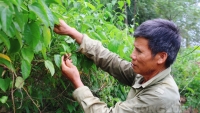 Lão nông Phú Thọ thu nhập cao nhờ trồng cây có nguồn gốc Nam Mỹ
