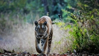 Thái Lan không đạt mục tiêu tăng gấp đôi số hổ hoang dã
