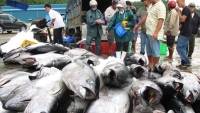 Thủy sản Việt Nam tổn thất tới 480 triệu USD nếu bị EC phạt “thẻ đỏ”