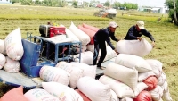 Ngân hàng Nhà nước yêu cầu các ngân hàng hỗ trợ thu mua, tạm trữ thóc gạo