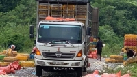 Hòa Bình: Phát hiện đối tượng vứt gần 4 tấn gà chết xuống lề đường