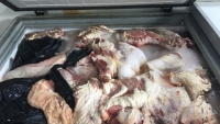 Thái Nguyên: Phát hiện một cơ sở kinh doanh hàng tấn lợn chết “tím xanh, tím đỏ”, bốc mùi hôi thối