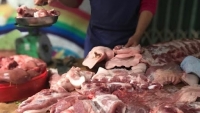 Giá lợn hơi tiếp tục giảm sâu, chạm “đáy” 2 năm