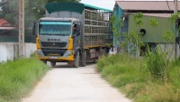 Công ty Khánh Giang đã di dời xong toàn bộ đàn lợn “chui”, gây ô nhiễm ra khỏi trang trại