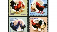 4 loài gà quý hiếm của Việt Nam sẽ có mặt trên tem bưu chính