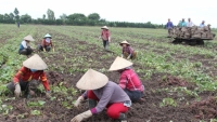 27.000 tấn khoai lang tím ở Vĩnh Long được kêu gọi “giải cứu”
