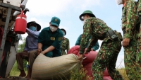 TP. HCM: Bộ đội xắn tay áo, lội bùn thu hoạch lúa giúp dân