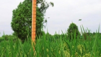 Xôn xao Trung Quốc trồng thành công giống lúa “khổng lồ” cao 2m