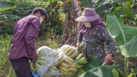 Lào Cai: Tiếp tục xuất khẩu chuối quả tươi sang thị trường Trung Quốc