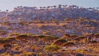 Socotra - vẻ đẹp siêu thực của đảo cây huyết rồng