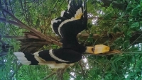 Lần đầu chim Hồng Hoàng xuất hiện ở xã biên giới tỉnh An Giang