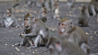 Khỉ ở Bali tấn công nhà dân vì không còn du khách cho đồ ăn