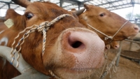 Brazil xác nhận các trường hợp mắc bệnh bò điên