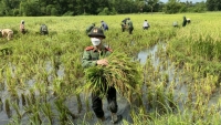 Thanh Hoá: Chiến sĩ công an xuống đồng cùng bà con thu hoạch lúa tránh bão