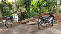 Thanh Sơn (Phú Thọ): Thất nghiệp do Covid-19, ba đối tượng đi chặt phá rừng phòng hộ kiếm lời
