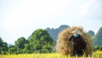 Hà Nội: Người dân tất bật thu hoạch lúa tại những huyện được nới lỏng giãn cách