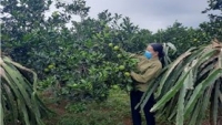 Những triệu phú nông dân ở miền Tây Thanh Hóa