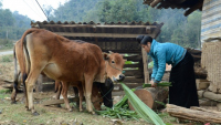 Sơn La: Hỗ trợ đồng bào dân tộc thiểu số giảm nghèo bền vững