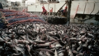 Hội nghị Bộ trưởng WTO: Thế giới đã sẵn sàng dừng đánh bắt cá quá mức hay chưa?