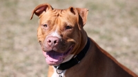 Chó Pitbull cắn bé trai 8 tuổi tử vong