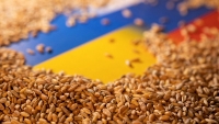 Ukraine đã sẵn sàng tái xuất khẩu ngũ cốc, tuy nhiên sản lượng sẽ giảm một nửa