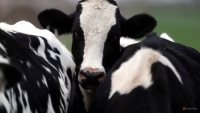 WHO: Virus cúm gia cầm H5N1 xuất hiện nhiều trong sữa động vật bị nhiễm bệnh