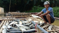 Thanh Hóa: Nguyên nhân cá chết hàng loạt trên sông Mã