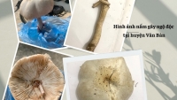 Lào Cai: Loài nấm làm 3 người ngộ độc có chứa hoạt chất dạng ma túy gây ảo giác