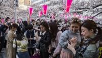 Ngại Covid-19, Nhật Bản hủy lễ hội hoa anh đào và sự kiện du lịch khác