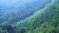 Quảng Ninh: Đẩy mạnh công tác bảo vệ và phát triển rừng