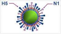 Cẩn trọng cúm H5N1 trên người có nguy cơ tái xuất