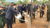 Phó Chủ tịch nước Đặng Thị Ngọc Thịnh phát động Tết trồng cây tại Đền Hùng
