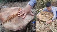 Phú Thọ: “Lâm tặc” tàn phá rừng đặc dụng tại Vườn quốc gia Xuân Sơn