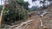 Phá rừng đặc dụng Vườn Quốc gia Xuân Sơn: Khiển trách Giám đốc và cảnh cáo nhiều cán bộ