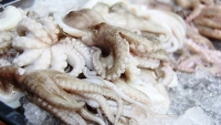 Xuất khẩu mực, bạch tuộc sang Tây Ban Nha tăng mạnh