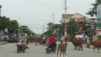 Hà Tĩnh: Xử lý nghiêm nạn thả rông trâu bò trên các tuyến đường bộ, đường sắt