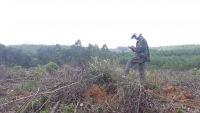 Thừa Thiên Huế: “hô biến” hơn 164 ha rừng thông thành rừng keo, tràm