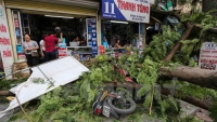 Cây xanh ở Hà Nội bất ngờ gãy đổ giữa đường