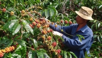 Chi 170 tỷ đồng cho đề án “Cà phê Việt Nam chất lượng cao”
